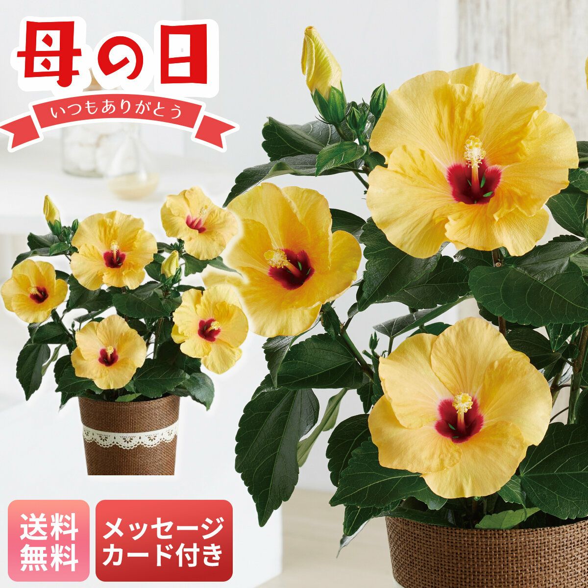 ハイビスカス（アドニスイエロー） | さいか屋WEBショッピング